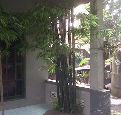 jasa pembuatan pohon palsu